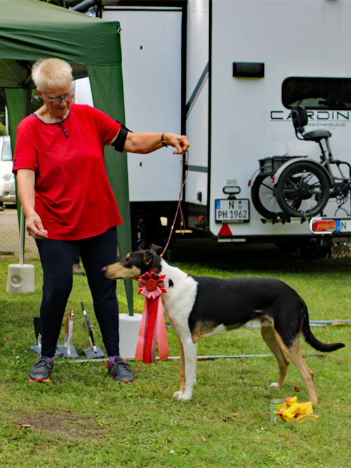 JK-Rüde Daddy Cool of little Queensland E: Werner Gericke