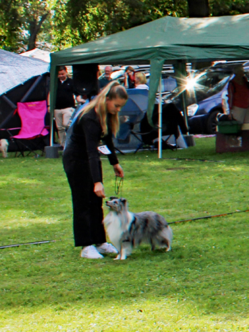 JK-Rüden Felino von Ponyhügel E: Elisabeth Katov