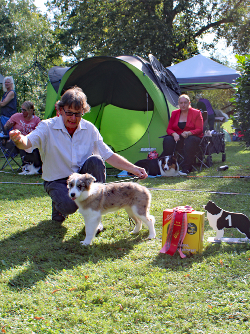 BK-Hündin Eski-Van We Carry on ZuE: Petra u. Peter Haas