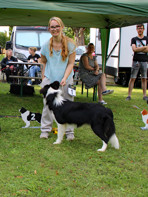 JüK-Rüden Harley von der Feuerbach Höh E: Michelle Hofacker