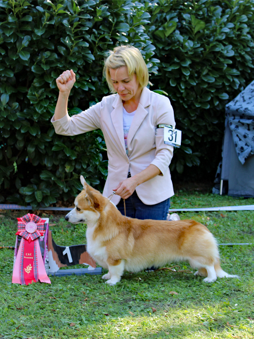 ZK-Rüden Right Hunter Shadow Caster E: Irina Hoyer